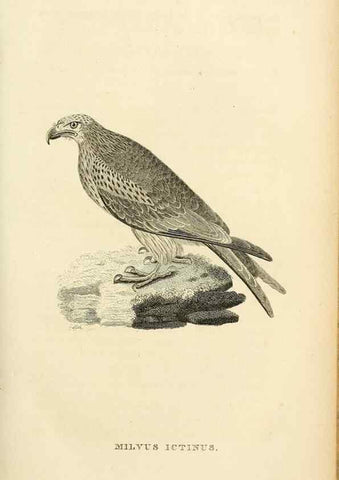 Reproducción/Reproduction 49831344682: General zoology, or Systematic natural history. London,Printed for G. Kearsley,1800-1826.. 