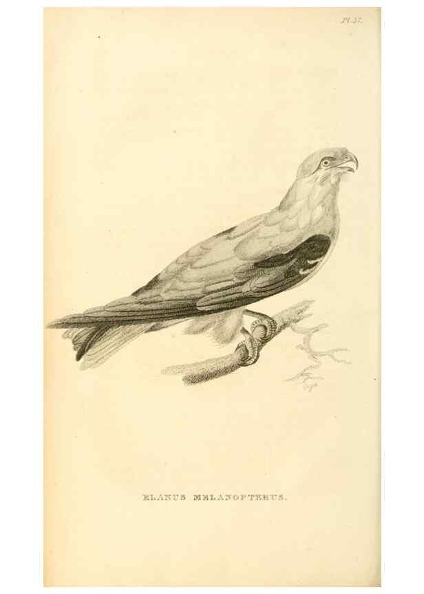 Reproducción/Reproduction 49830502153: General zoology, or Systematic natural history. London,Printed for G. Kearsley,1800-1826.. 