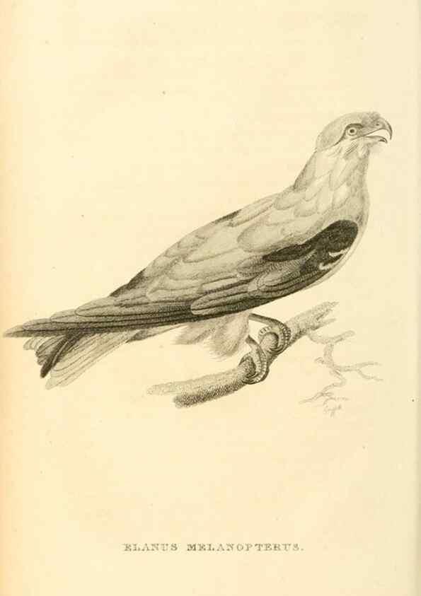 Reproducción/Reproduction 49830502153: General zoology, or Systematic natural history. London,Printed for G. Kearsley,1800-1826.. 