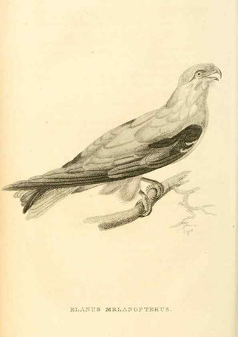 Reproducción/Reproduction 49830502153: General zoology, or Systematic natural history. London,Printed for G. Kearsley,1800-1826.. 
