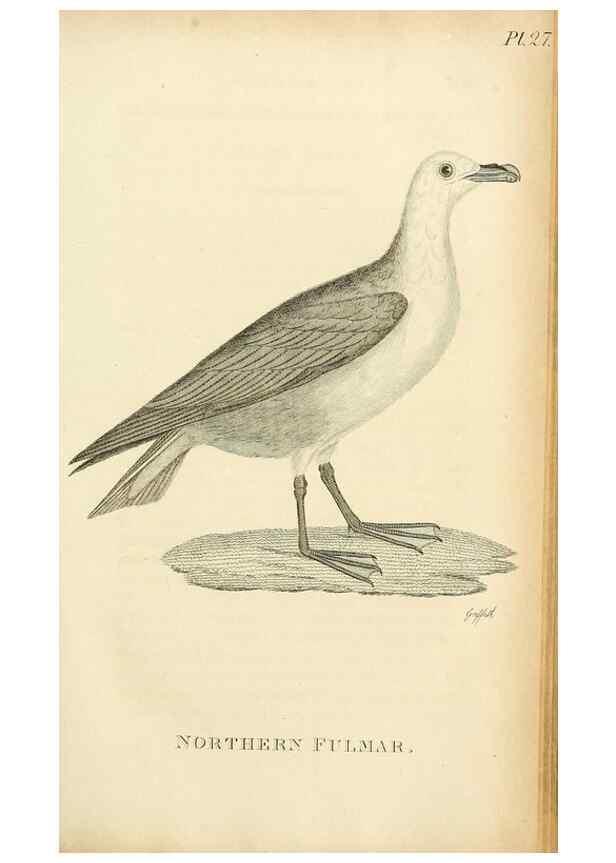 Reproducción/Reproduction 49831031706: General zoology, or Systematic natural history. London,Printed for G. Kearsley,1800-1826.. 