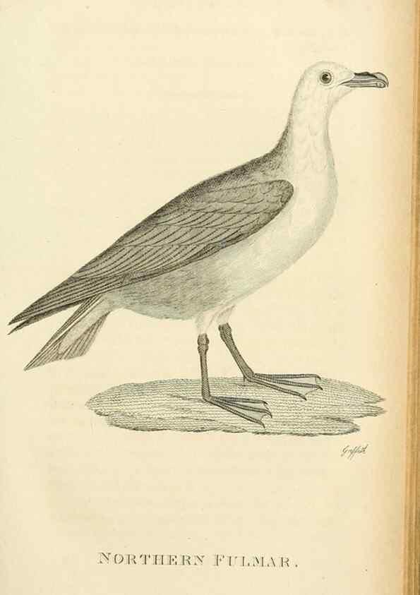 Reproducción/Reproduction 49831031706: General zoology, or Systematic natural history. London,Printed for G. Kearsley,1800-1826.. 
