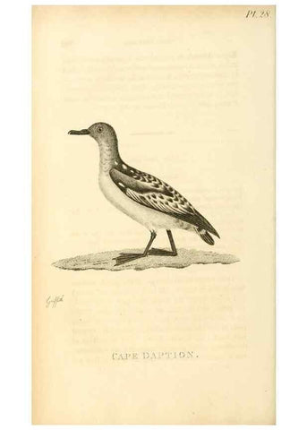 Reproducción/Reproduction 49831341362: General zoology, or Systematic natural history. London,Printed for G. Kearsley,1800-1826.. 