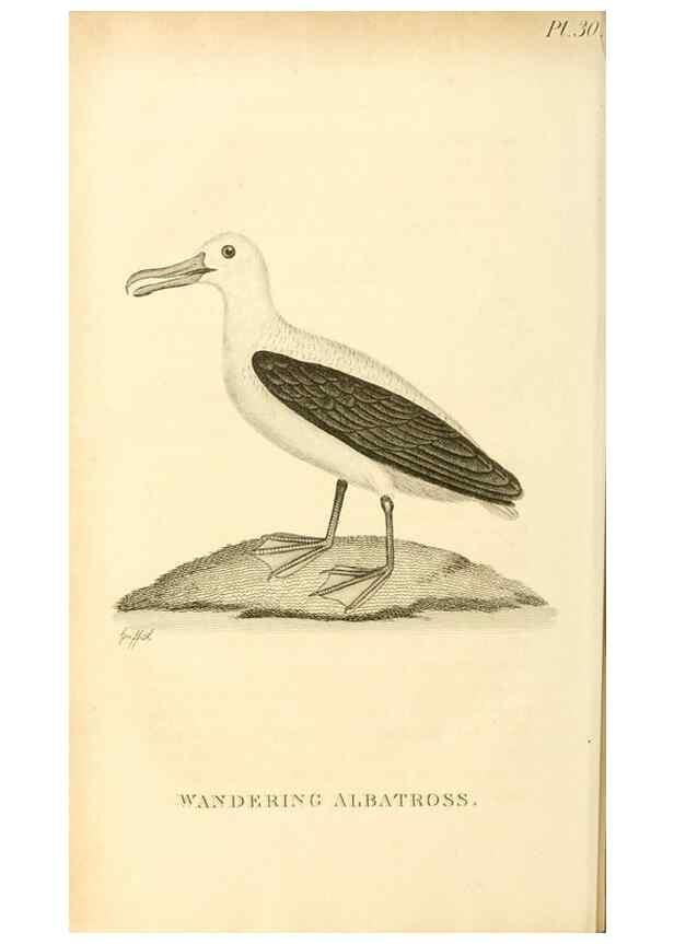 Reproducción/Reproduction 49831032326: General zoology, or Systematic natural history. London,Printed for G. Kearsley,1800-1826.. 