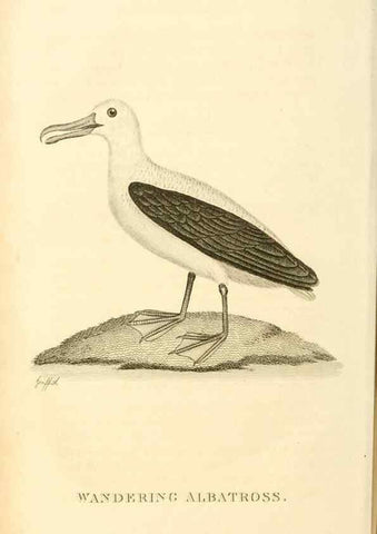 Reproducción/Reproduction 49831032326: General zoology, or Systematic natural history. London,Printed for G. Kearsley,1800-1826.. 