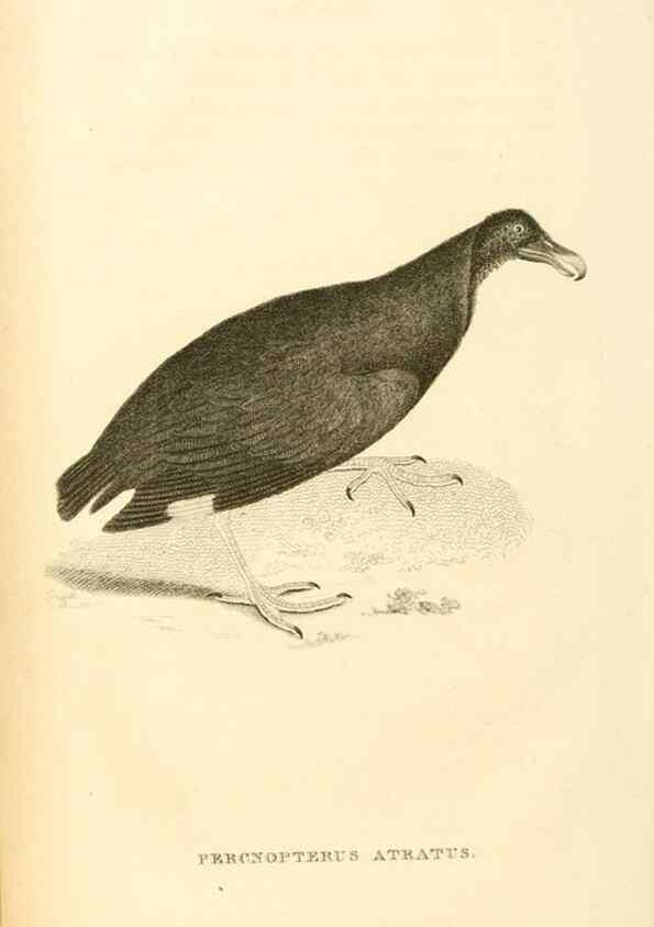 Reproducción/Reproduction 49831342182: General zoology, or Systematic natural history. London,Printed for G. Kearsley,1800-1826.. 