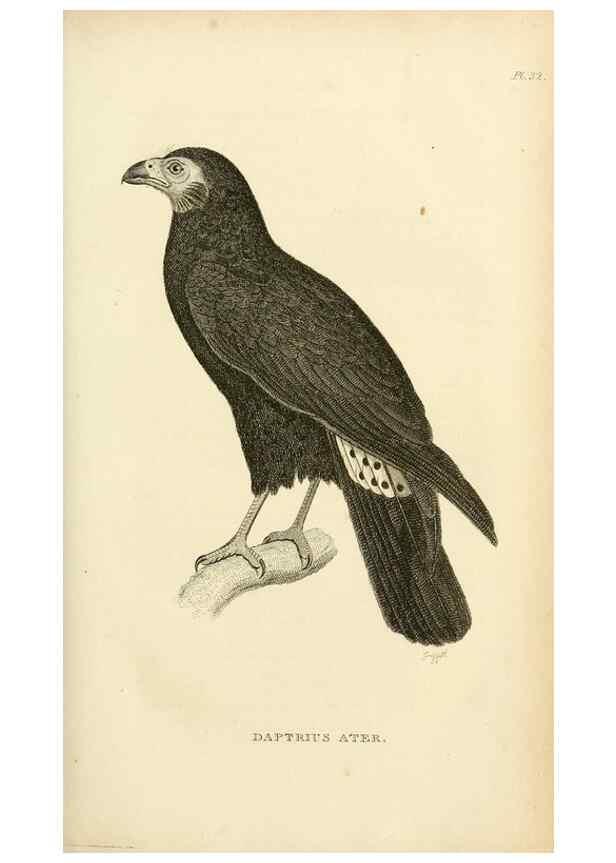 Reproducción/Reproduction 49831033246: General zoology, or Systematic natural history. London,Printed for G. Kearsley,1800-1826.. 