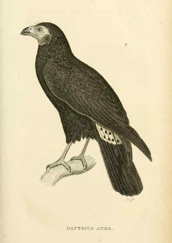 Reproducción/Reproduction 49831033246: General zoology, or Systematic natural history. London,Printed for G. Kearsley,1800-1826.. 