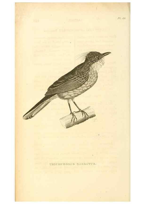 Reproducción/Reproduction 49831348687: General zoology, or Systematic natural history. London,Printed for G. Kearsley,1800-1826.. 