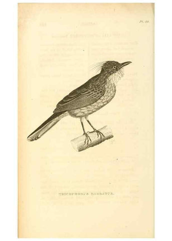 Reproducción/Reproduction 49831348687: General zoology, or Systematic natural history. London,Printed for G. Kearsley,1800-1826.. 