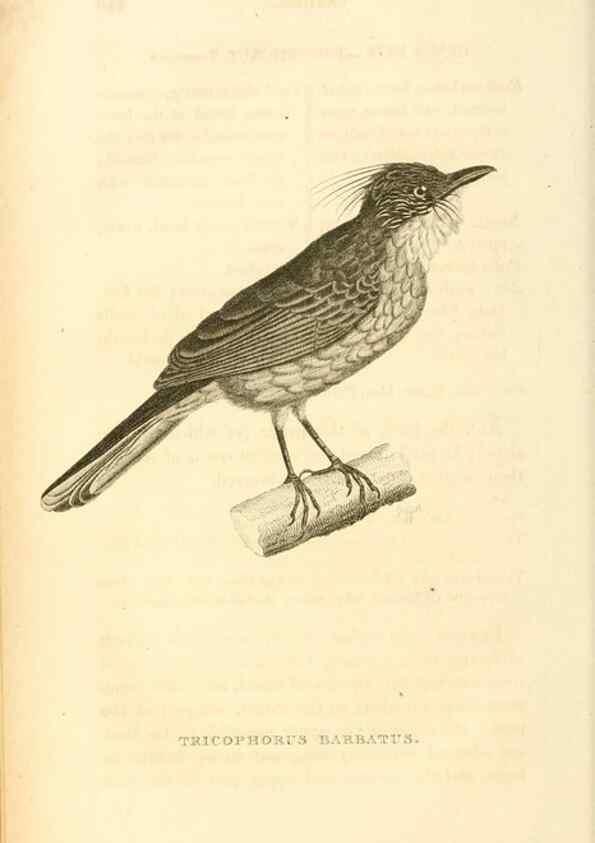 Reproducción/Reproduction 49831348687: General zoology, or Systematic natural history. London,Printed for G. Kearsley,1800-1826.. 