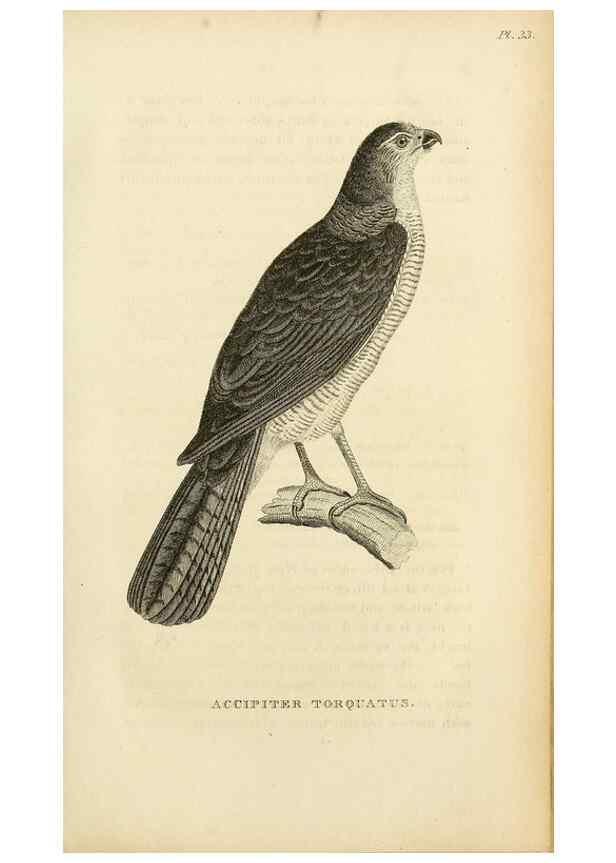 Reproducción/Reproduction 49831343067: General zoology, or Systematic natural history. London,Printed for G. Kearsley,1800-1826.. 