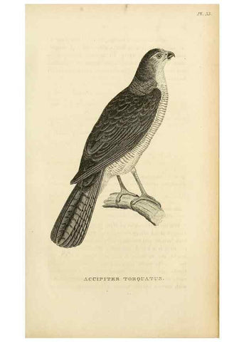 Reproducción/Reproduction 49831343067: General zoology, or Systematic natural history. London,Printed for G. Kearsley,1800-1826.. 