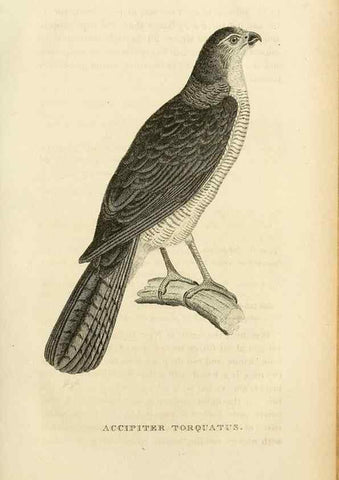 Reproducción/Reproduction 49831343067: General zoology, or Systematic natural history. London,Printed for G. Kearsley,1800-1826.. 