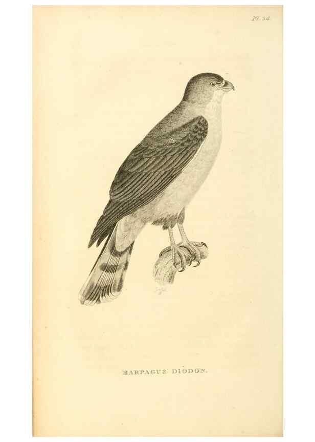 Reproducción/Reproduction 49831034011: General zoology, or Systematic natural history. London,Printed for G. Kearsley,1800-1826.. 