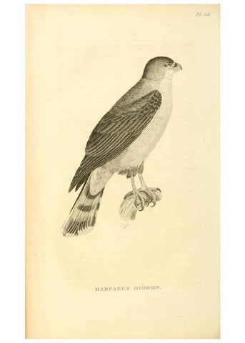 Reproducción/Reproduction 49831034011: General zoology, or Systematic natural history. London,Printed for G. Kearsley,1800-1826.. 
