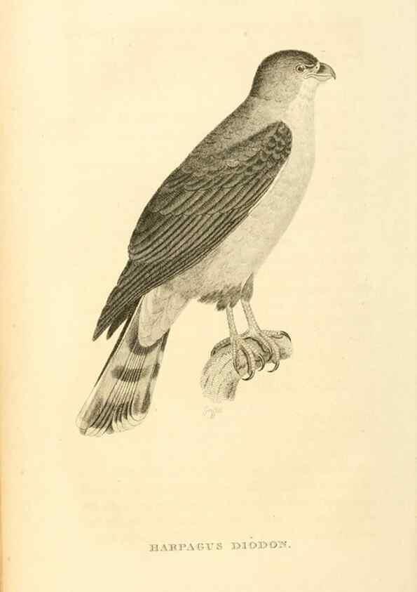 Reproducción/Reproduction 49831034011: General zoology, or Systematic natural history. London,Printed for G. Kearsley,1800-1826.. 