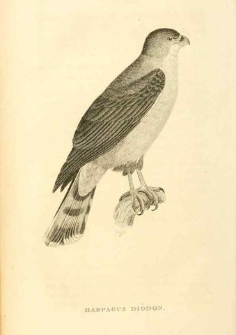 Reproducción/Reproduction 49831034011: General zoology, or Systematic natural history. London,Printed for G. Kearsley,1800-1826.. 