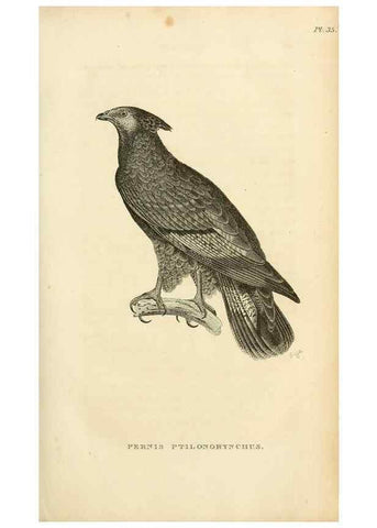 Reproducción/Reproduction 49831034421: General zoology, or Systematic natural history. London,Printed for G. Kearsley,1800-1826.. 
