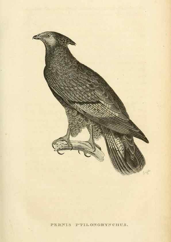 Reproducción/Reproduction 49831034421: General zoology, or Systematic natural history. London,Printed for G. Kearsley,1800-1826.. 