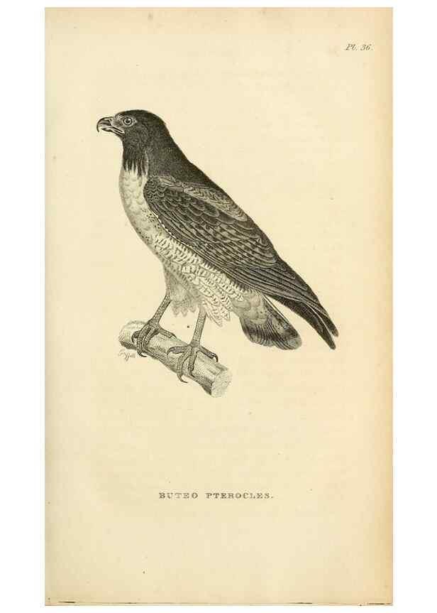 Reproducción/Reproduction 49831344072: General zoology, or Systematic natural history. London,Printed for G. Kearsley,1800-1826.. 