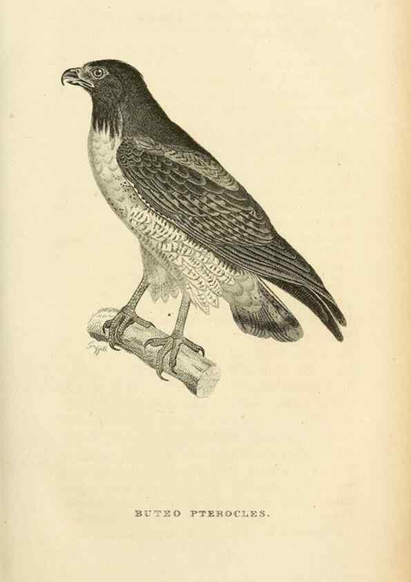Reproducción/Reproduction 49831344072: General zoology, or Systematic natural history. London,Printed for G. Kearsley,1800-1826.. 