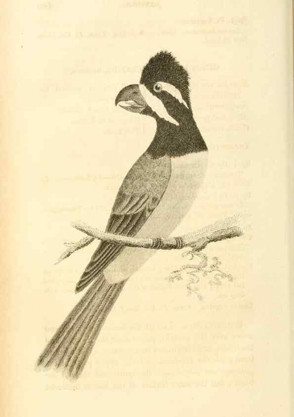 Reproducción/Reproduction 49830506898: General zoology, or Systematic natural history. London,Printed for G. Kearsley,1800-1826.. 