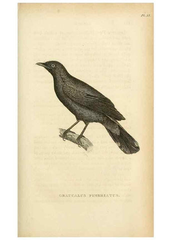 Reproducción/Reproduction 49831349867: General zoology, or Systematic natural history. London,Printed for G. Kearsley,1800-1826.. 