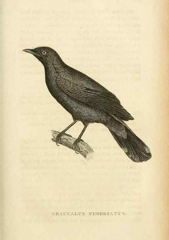 Reproducción/Reproduction 49831349867: General zoology, or Systematic natural history. London,Printed for G. Kearsley,1800-1826.. 