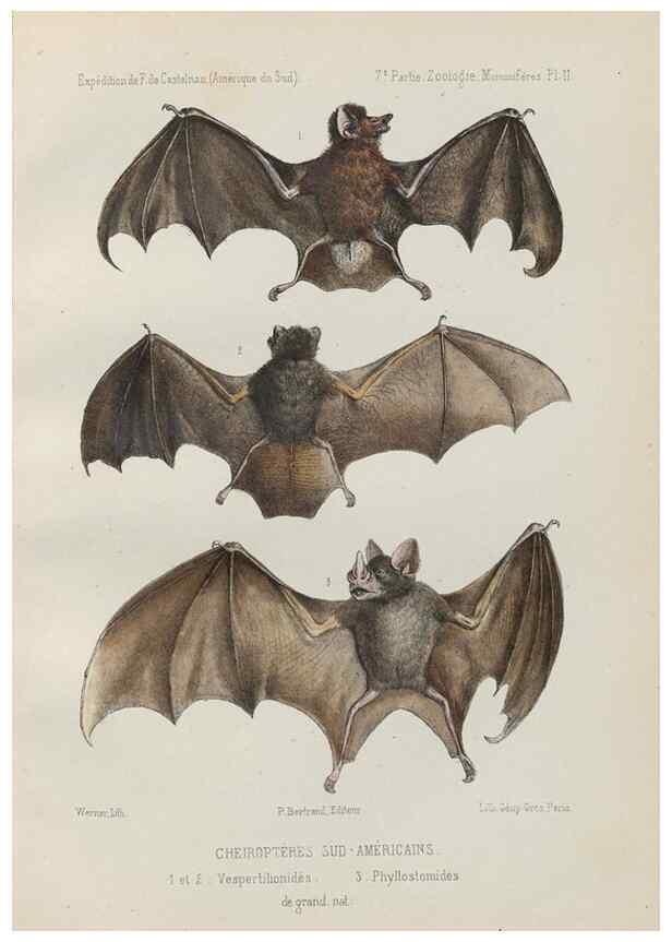 Reproducción/Reproduction 49831423692: Expédition dans les parties centrales de l'Amérique du Sud. Paris :Chez P. Bertrand,1850-1859.. 