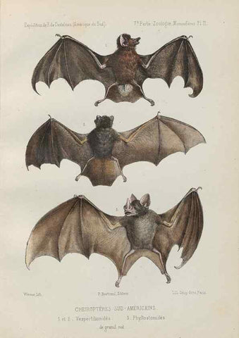Reproducción/Reproduction 49831423692: Expédition dans les parties centrales de l'Amérique du Sud. Paris :Chez P. Bertrand,1850-1859.. 
