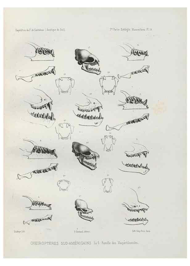 Reproducción/Reproduction 49831116091: Expédition dans les parties centrales de l'Amérique du Sud. Paris :Chez P. Bertrand,1850-1859.. 