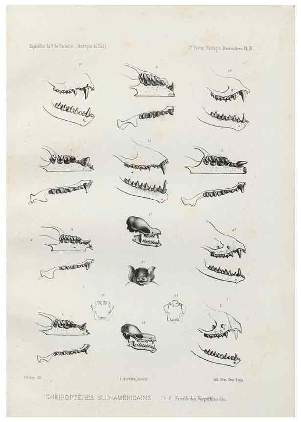 Reproducción/Reproduction 49830582723: Expédition dans les parties centrales de l'Amérique du Sud. Paris :Chez P. Bertrand,1850-1859.. 