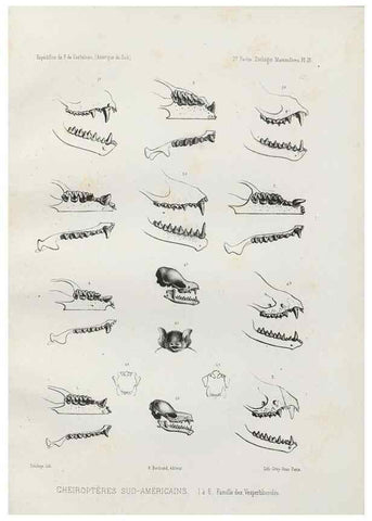 Reproducción/Reproduction 49830582723: Expédition dans les parties centrales de l'Amérique du Sud. Paris :Chez P. Bertrand,1850-1859.. 