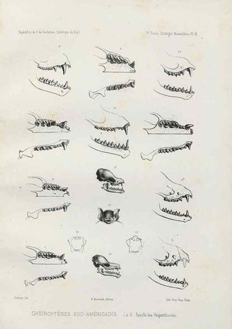 Reproducción/Reproduction 49830582723: Expédition dans les parties centrales de l'Amérique du Sud. Paris :Chez P. Bertrand,1850-1859.. 