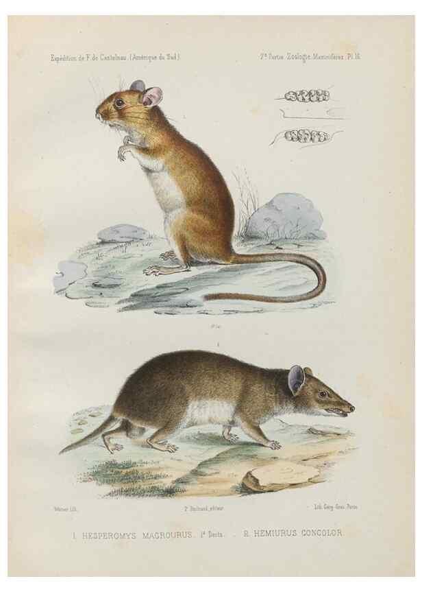Reproducción/Reproduction 49831424857: Expédition dans les parties centrales de l'Amérique du Sud. Paris :Chez P. Bertrand,1850-1859.. 