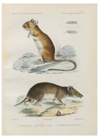 Reproducción/Reproduction 49831424857: Expédition dans les parties centrales de l'Amérique du Sud. Paris :Chez P. Bertrand,1850-1859.. 