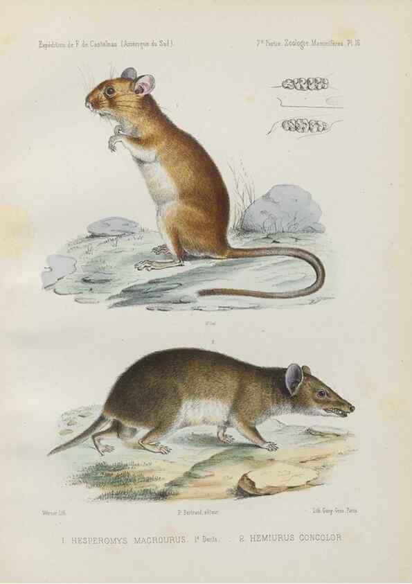 Reproducción/Reproduction 49831424857: Expédition dans les parties centrales de l'Amérique du Sud. Paris :Chez P. Bertrand,1850-1859.. 