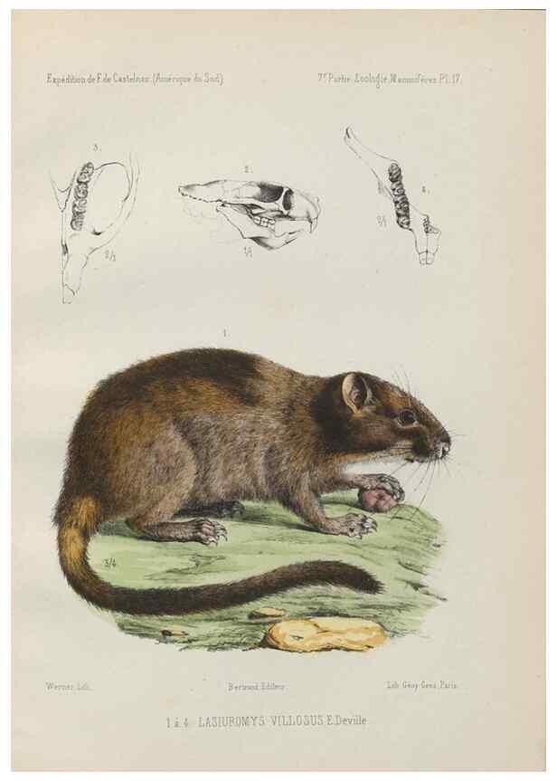 Reproducción/Reproduction 49831116711: Expédition dans les parties centrales de l'Amérique du Sud. Paris :Chez P. Bertrand,1850-1859.. 