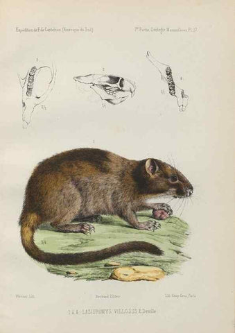 Reproducción/Reproduction 49831116711: Expédition dans les parties centrales de l'Amérique du Sud. Paris :Chez P. Bertrand,1850-1859.. 