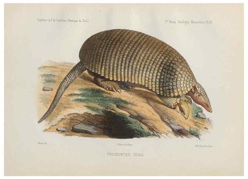Reproducción/Reproduction 49830583508: Expédition dans les parties centrales de l'Amérique du Sud. Paris :Chez P. Bertrand,1850-1859.. 