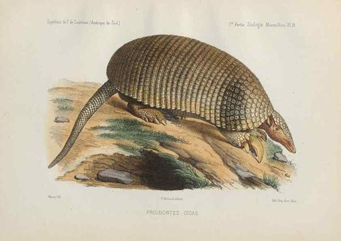Reproducción/Reproduction 49830583508: Expédition dans les parties centrales de l'Amérique du Sud. Paris :Chez P. Bertrand,1850-1859.. 