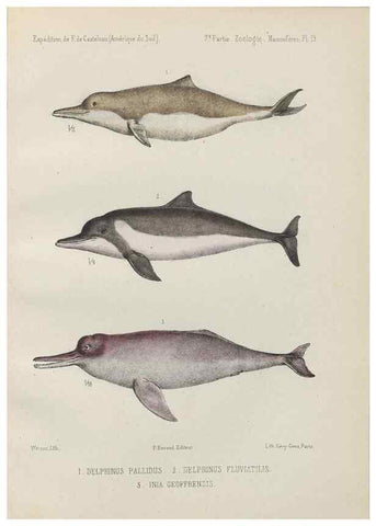 Reproducción/Reproduction 49830583743: Expédition dans les parties centrales de l'Amérique du Sud. Paris :Chez P. Bertrand,1850-1859.. 