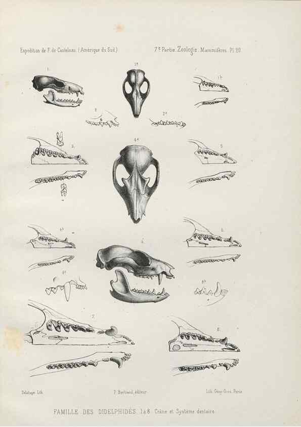 Reproducción/Reproduction 49831425852: Expédition dans les parties centrales de l'Amérique du Sud. Paris :Chez P. Bertrand,1850-1859.. 