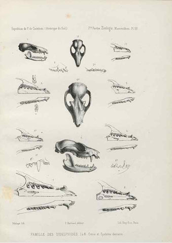 Reproducción/Reproduction 49831425852: Expédition dans les parties centrales de l'Amérique du Sud. Paris :Chez P. Bertrand,1850-1859.. 