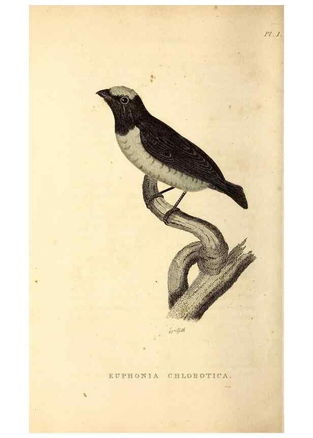 Reproducción/Reproduction 49831124231: General zoology, or Systematic natural history. London,Printed for G. Kearsley,1800-1826.. 