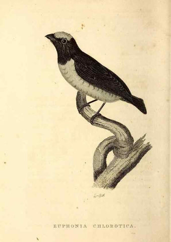 Reproducción/Reproduction 49831124231: General zoology, or Systematic natural history. London,Printed for G. Kearsley,1800-1826.. 