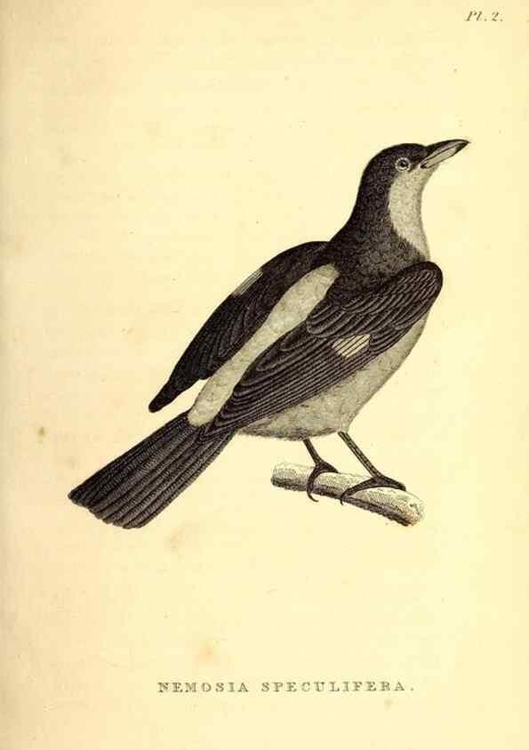 Reproducción/Reproduction 49830590788: General zoology, or Systematic natural history. London,Printed for G. Kearsley,1800-1826.. 