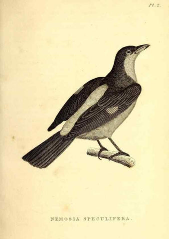 Reproducción/Reproduction 49830590788: General zoology, or Systematic natural history. London,Printed for G. Kearsley,1800-1826.. 