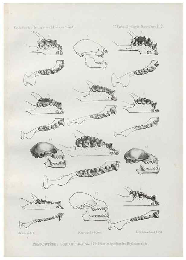Reproducción/Reproduction 49830581088: Expédition dans les parties centrales de l'Amérique du Sud. Paris :Chez P. Bertrand,1850-1859.. 